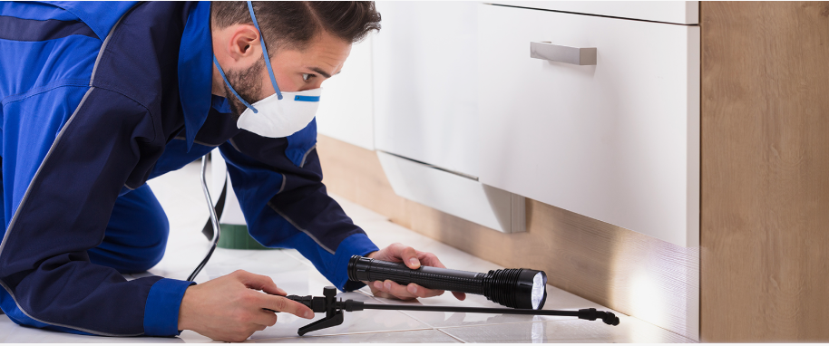 Mansfield pest xpert removal